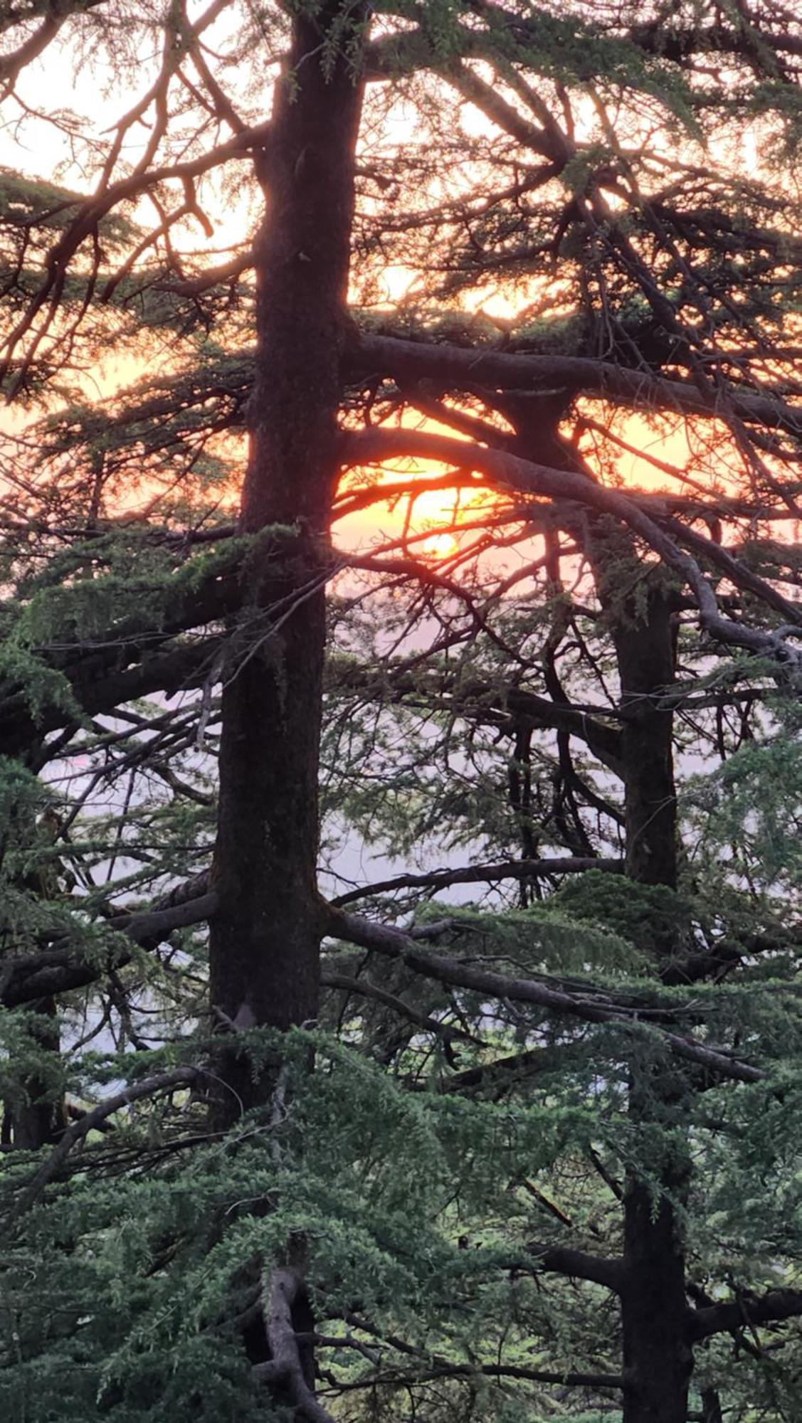 Glen View Heritage Homestay Shimla Dış mekan fotoğraf